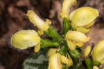 Yellow archangel